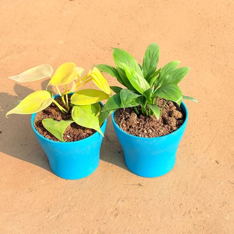 Set of 2 - Oxycardium Golden & Peace Lily in 4 Inch English Blue Premium Daisy Plastic Planter