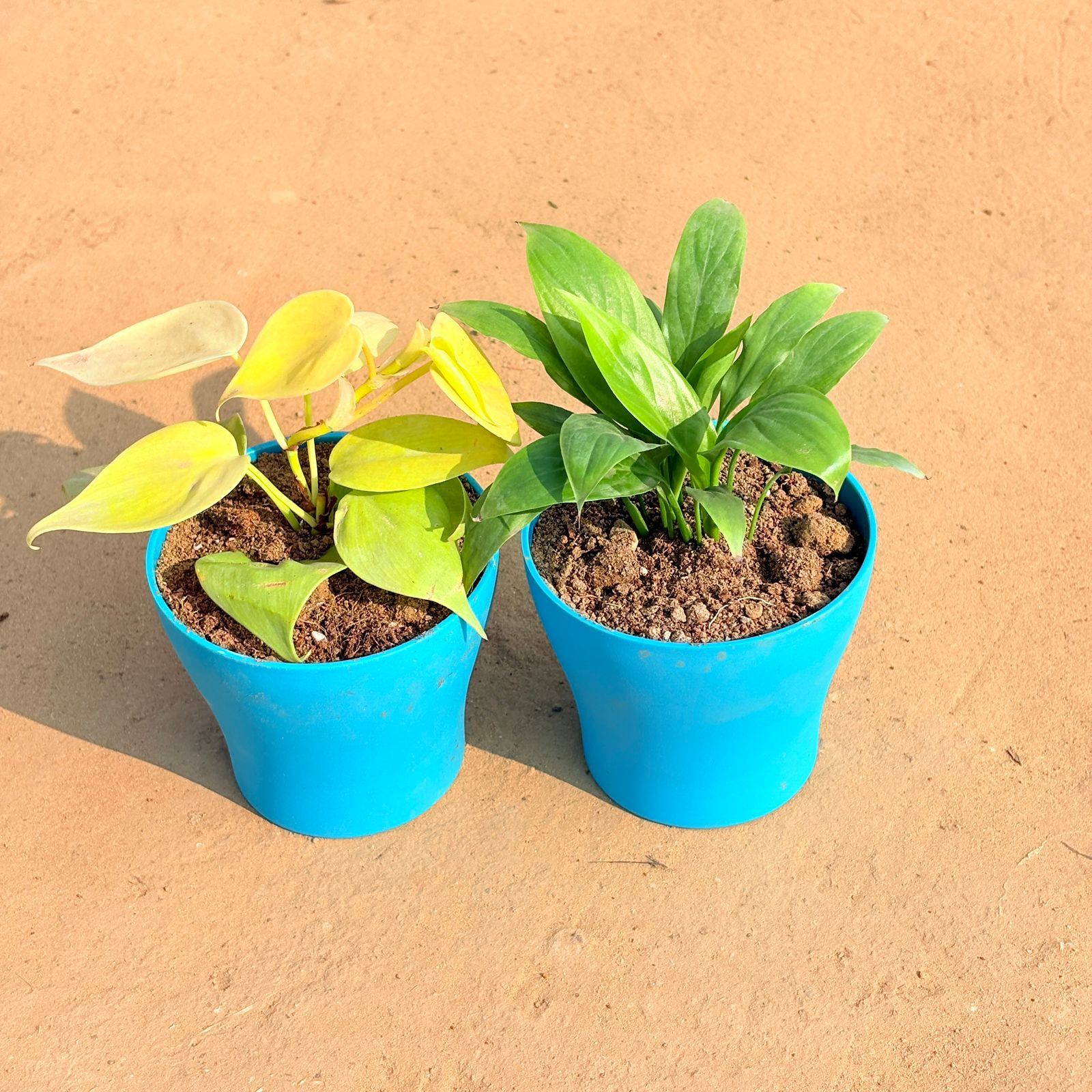 Set of 2 - Oxycardium Golden & Peace Lily in 4 Inch English Blue Premium Daisy Plastic Planter