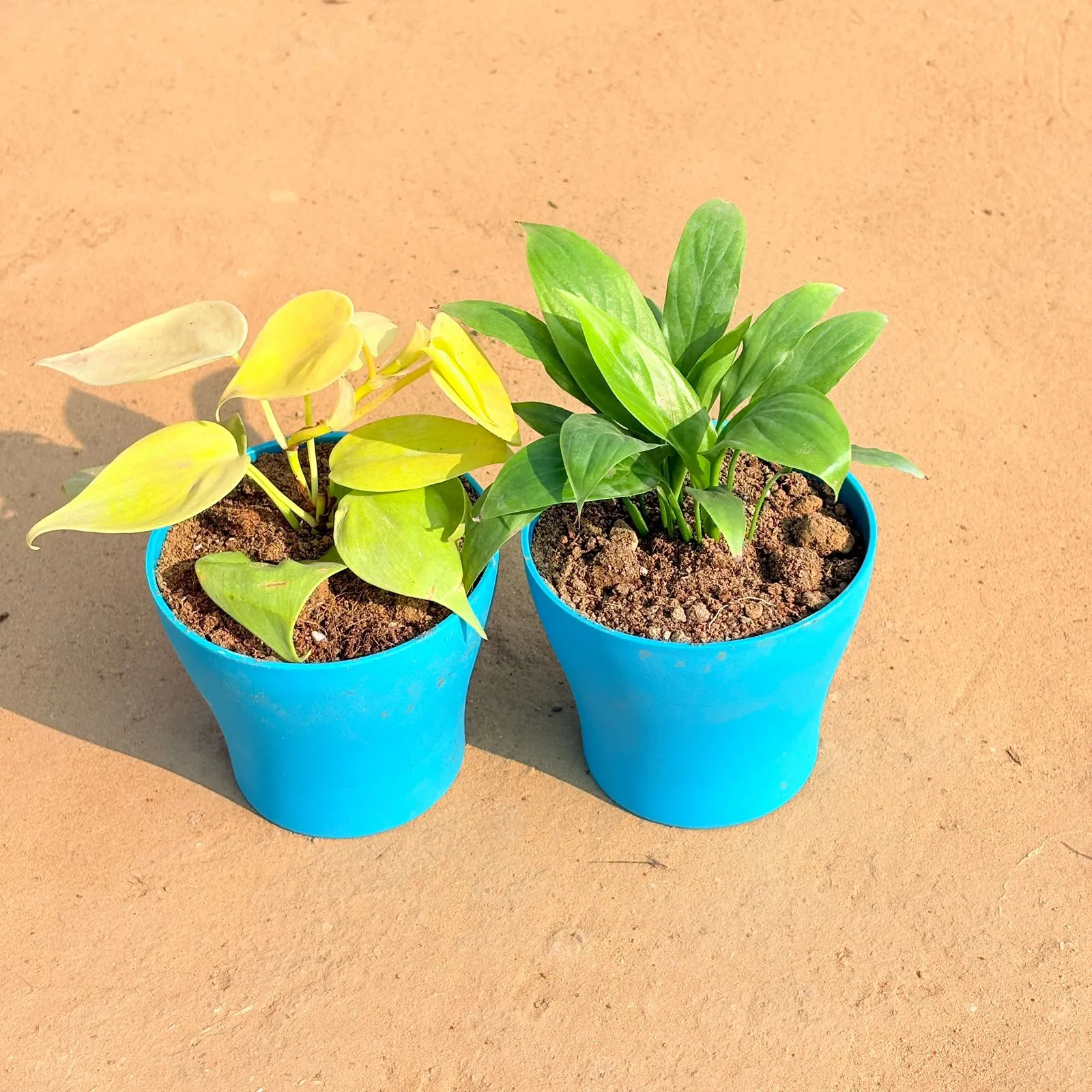 Set of 2 - Oxycardium Golden & Peace Lily in 4 Inch English Blue Premium Daisy Plastic Planter
