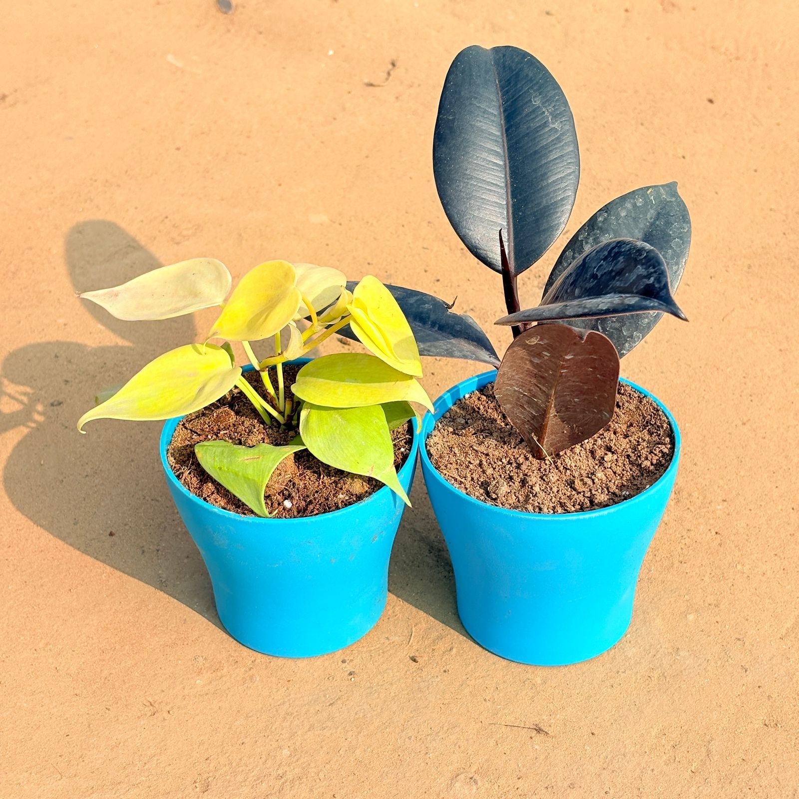 Set of 2 - Oxycardium Golden & Rubber Black in 4 Inch English Blue Premium Daisy Plastic Planter