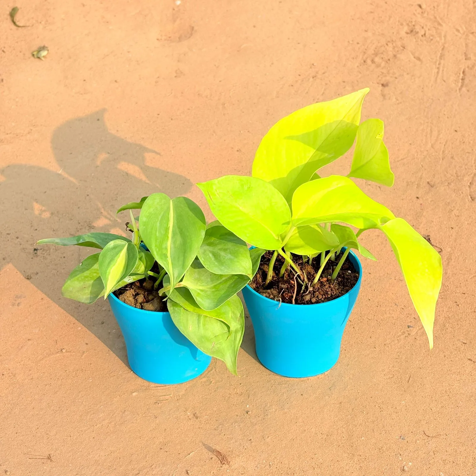 Set of 2 - Oxycardium Green & Golden Money Plant in 4 Inch English Blue Premium Daisy Plastic Planter