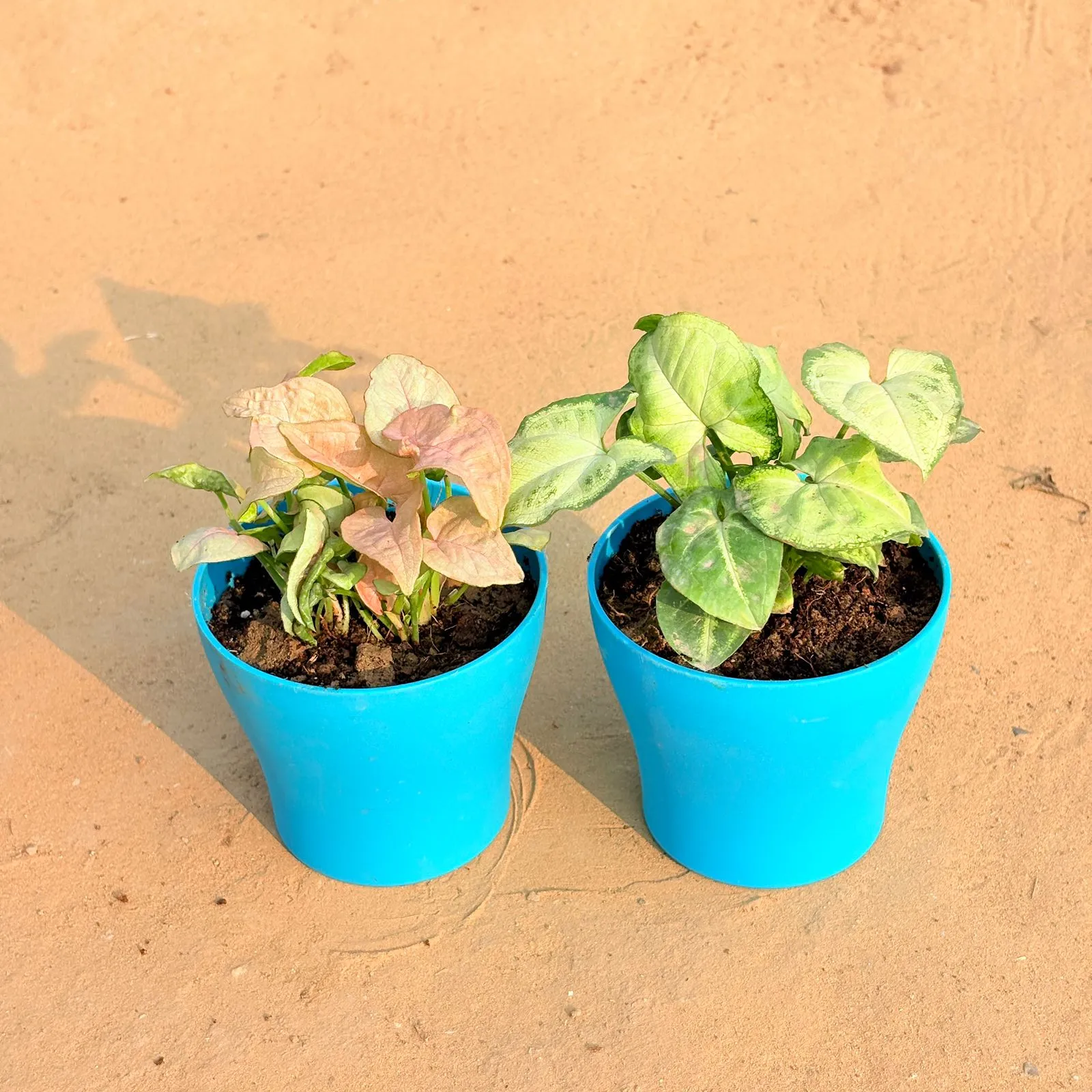 Set of 2 - Syngonium Pink & Syngonium Yammi in 4 Inch English Blue Premium Daisy Plastic Planter