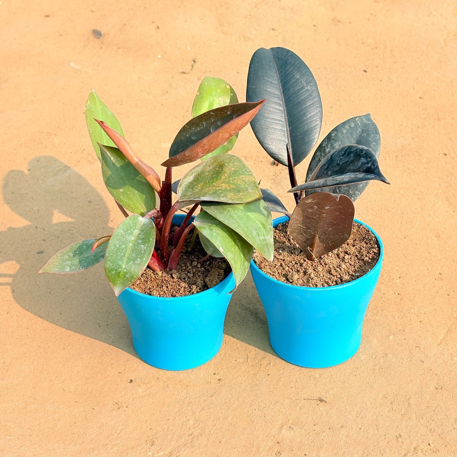 Set of 2 - Philodendron Red & Rubber Black in 4 Inch English Blue Premium Daisy Plastic Planter