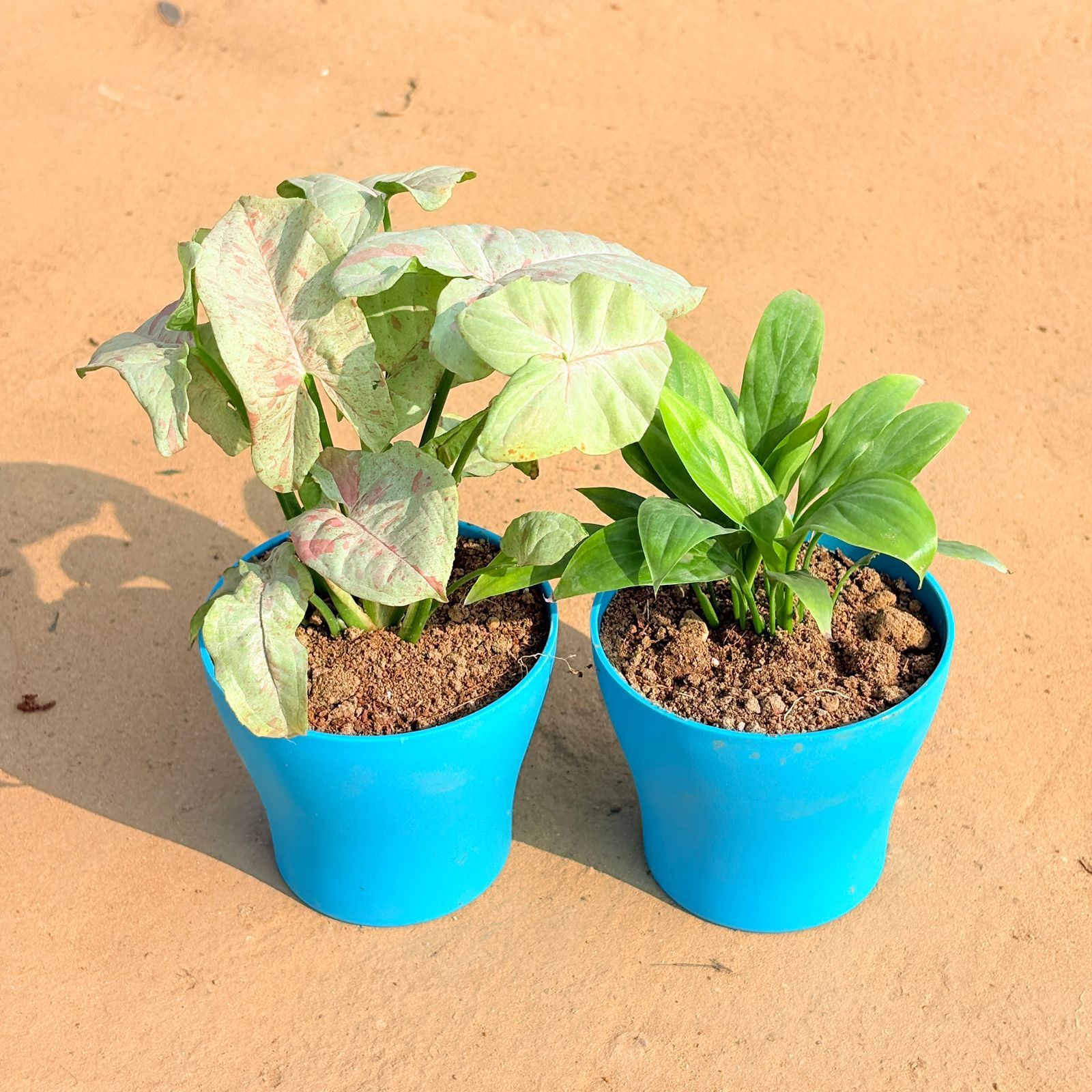 Set of 2 - Syngonium Candyfloss & Peace Lily in 4 Inch English Blue Premium Daisy Plastic Planter