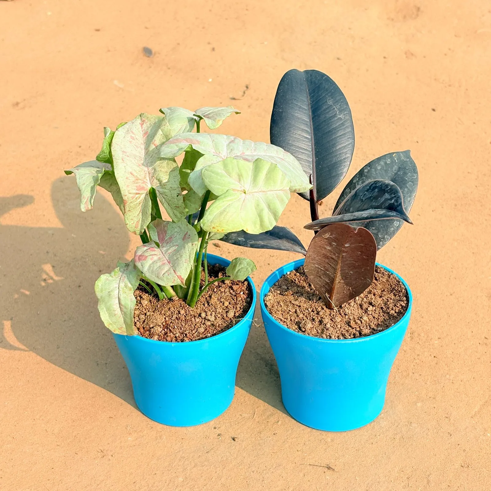 Set of 2 - Syngonium Candyfloss & Rubber Black in 4 Inch English Blue Premium Daisy Plastic Planter
