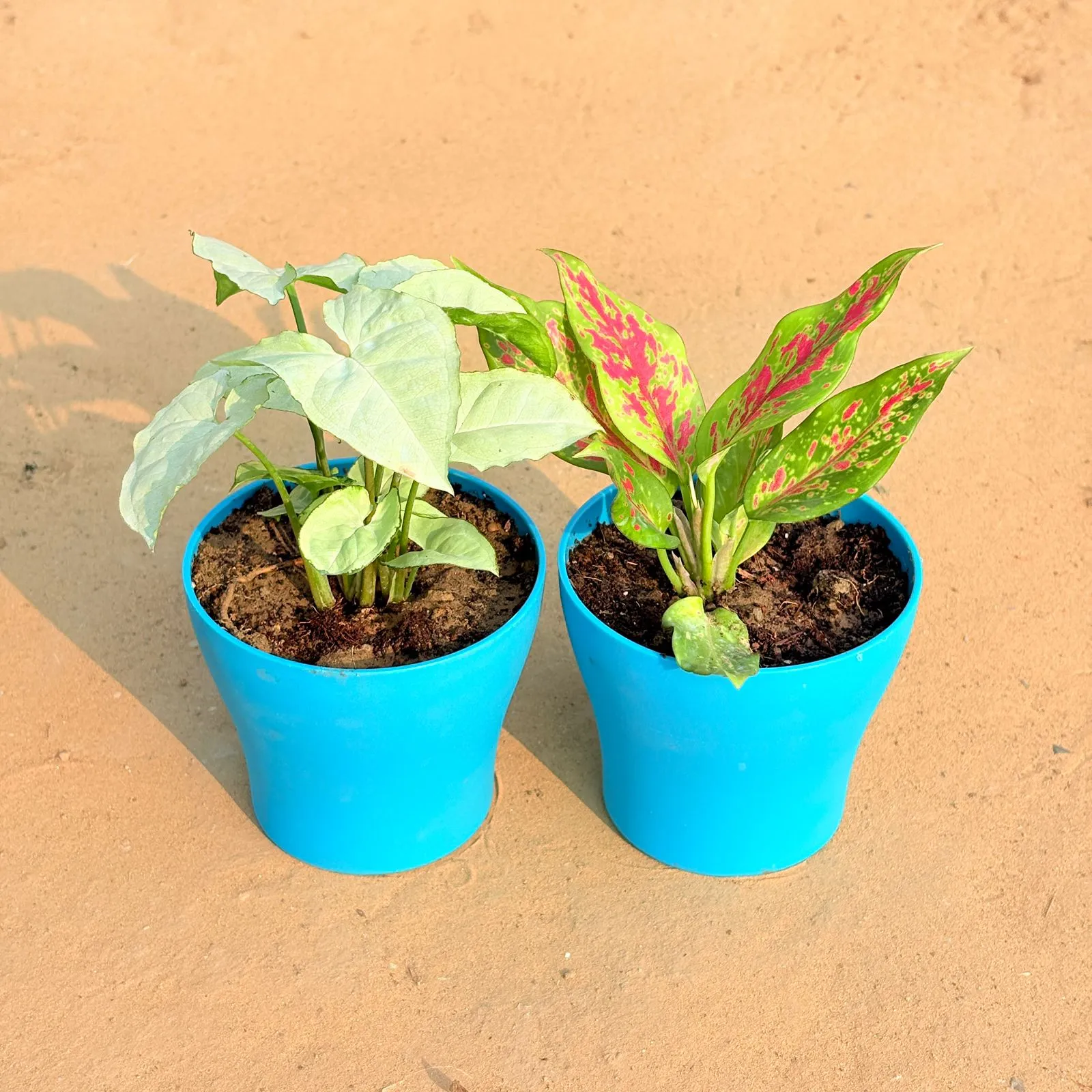Set of 2 - Syngonium White & Aglaonema Pink Dalmatian / Valentine in 4 Inch English Blue Premium Daisy Plastic Planter