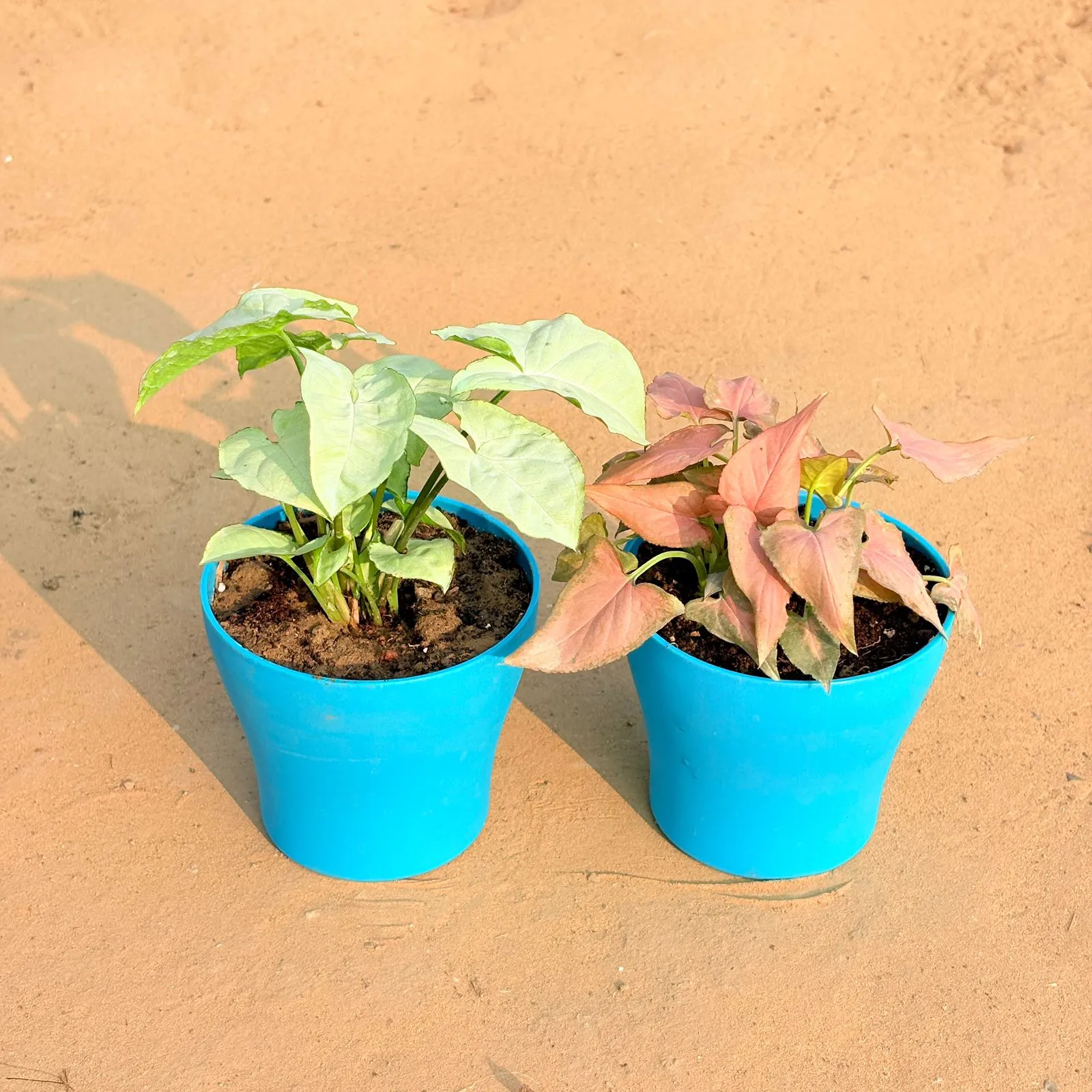 Set of 2 - Syngonium White & Aglaonema Pink Dalmatian / Valentine in 4 Inch English Blue Premium Daisy Plastic Planter