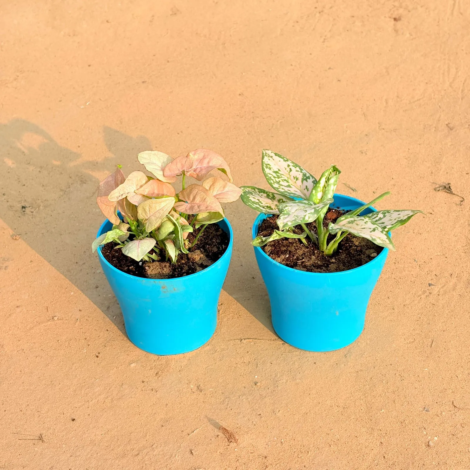 Set of 2 - Syngonium Pink & Aglaonema White in 4 Inch English Blue Premium Daisy Plastic Planter