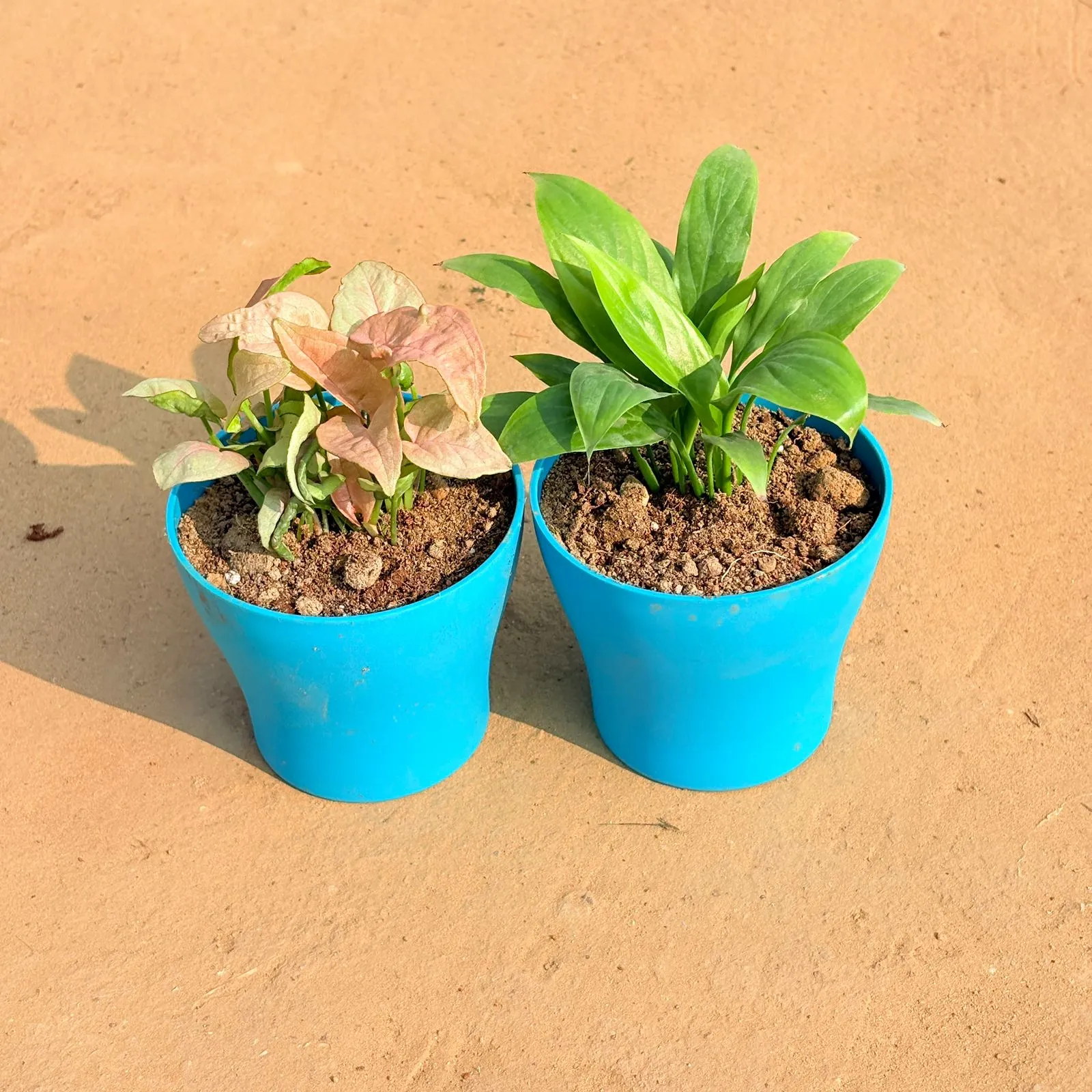 Set of 2 - Syngonium Pink & Peace Lily in 4 Inch English Blue Premium Daisy Plastic Planter