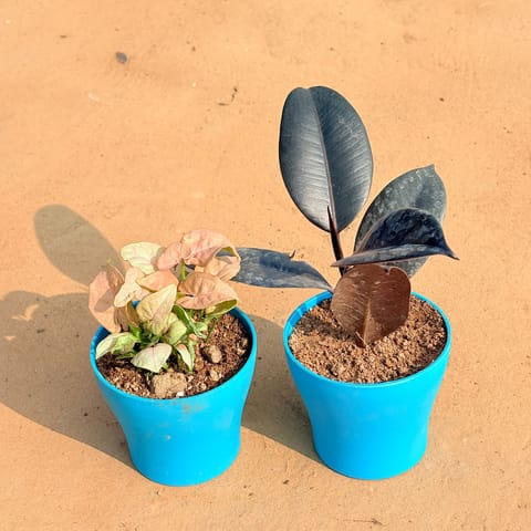 Set of 2 - Syngonium Pink & Rubber Black in 4 Inch Live Plant English Blue Premium Daisy Plastic Planter
