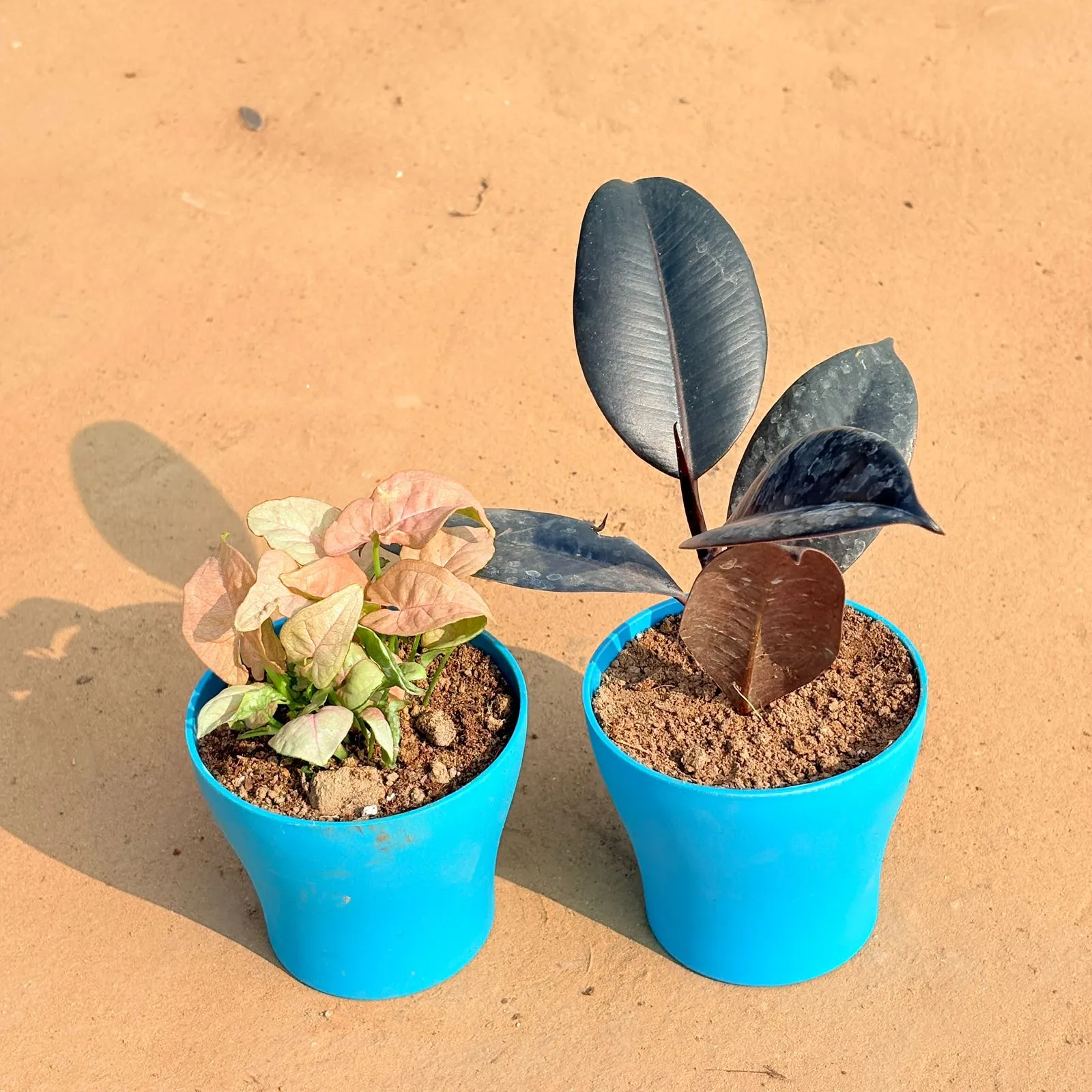 Set of 2 - Syngonium Pink & Rubber Black in 4 Inch English Blue Premium Daisy Plastic Planter
