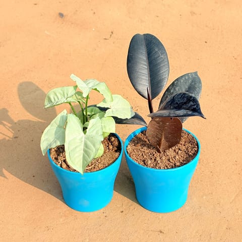 Set of 2 - Syngonium White & Rubber Black in 4 Inch Live Fresh Plant English Blue Premium Daisy Plastic Planter in Vasundhara