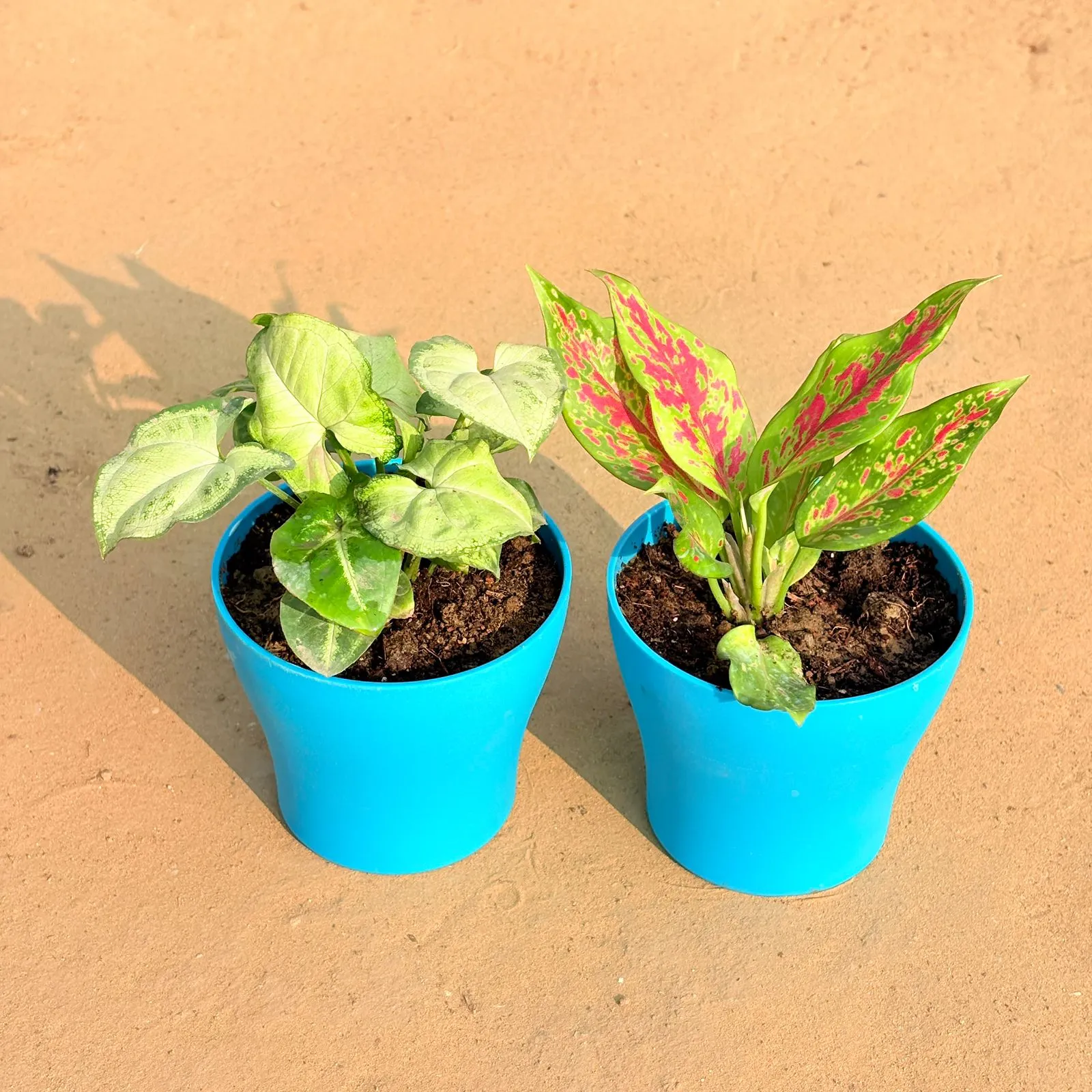 Set of 2 - Syngonium Yammi & Aglaonema Pink Dalmatian / Valentine in 4 Inch English Blue Premium Daisy Plastic Planter