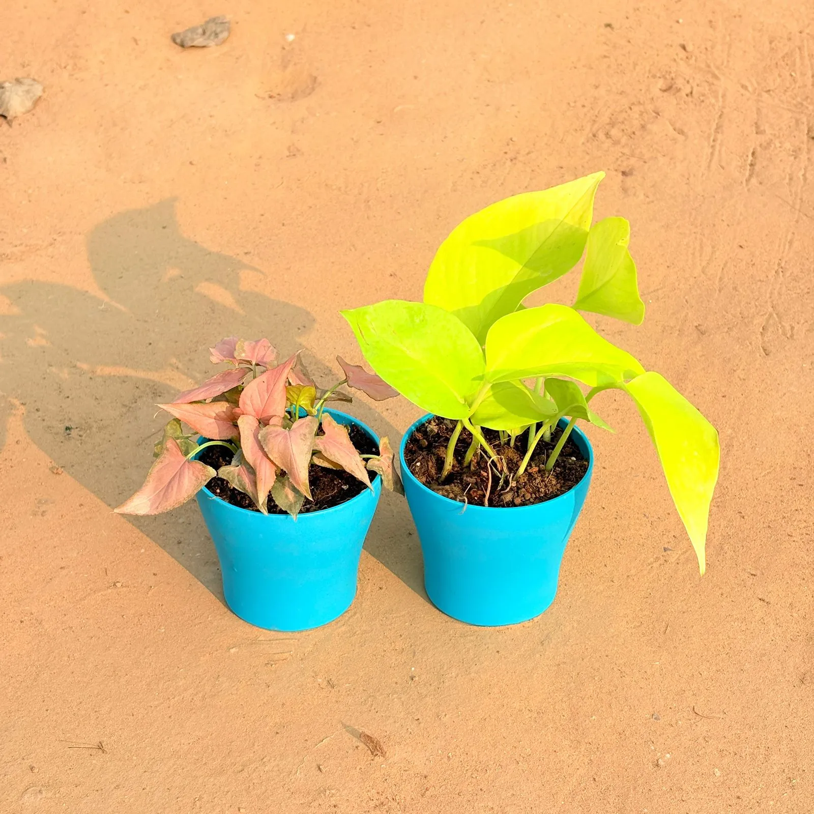 Set of 2 - Syngonium Pink Arrowhead & Golden Money Plant in 4 Inch English Blue Premium Daisy Plastic Planter