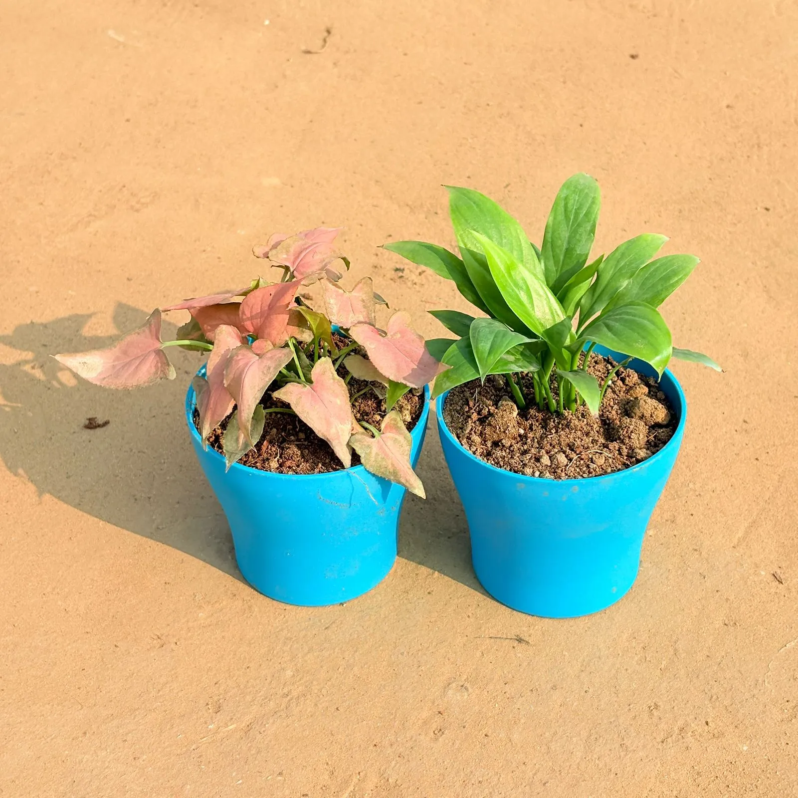 Set of 2 - Syngonium Pink Arrowhead & Peace Lily in 4 Inch English Blue Premium Daisy Plastic Planter
