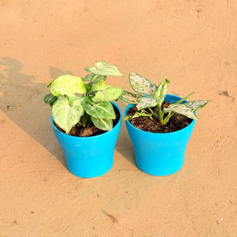 Set of 2 - Syngonium Yammi & Aglaonema White in 4 Inch Live Fresh Plant English Blue Premium Daisy Plastic Planter in Dlf Phase 1
