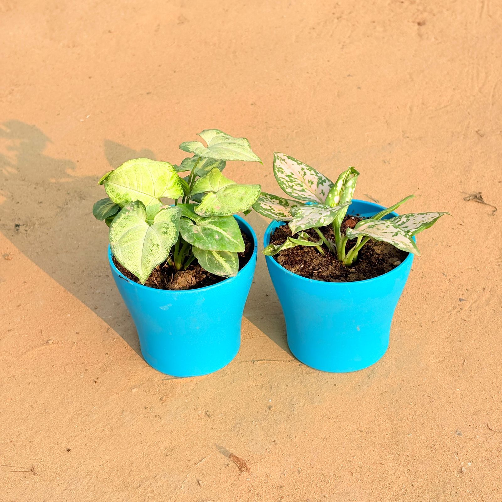 Set of 2 - Syngonium Yammi & Aglaonema White in 4 Inch English Blue Premium Daisy Plastic Planter