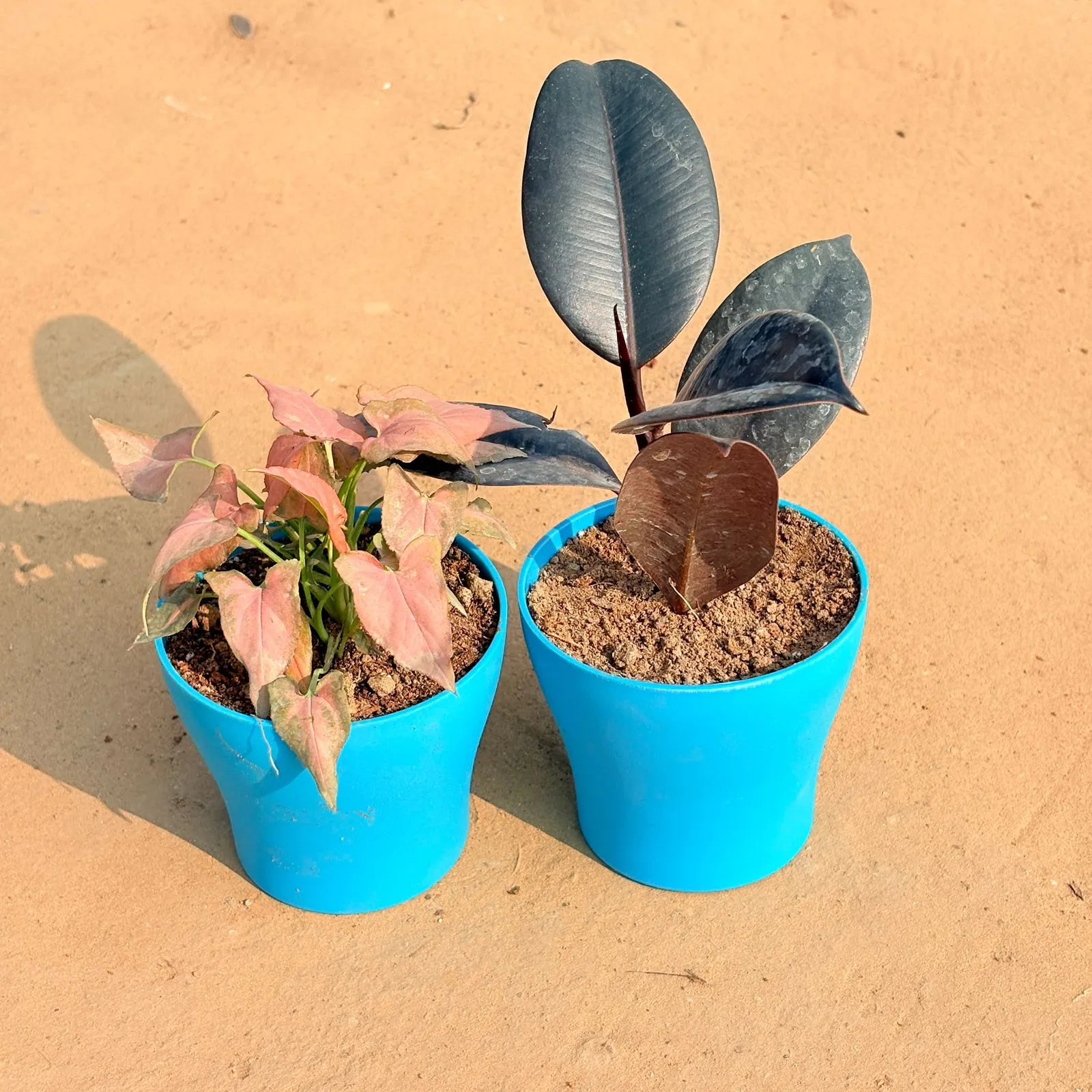 Set of 2 - Syngonium Pink Arrowhead & Rubber Black in 4 Inch English Blue Premium Daisy Plastic Planter