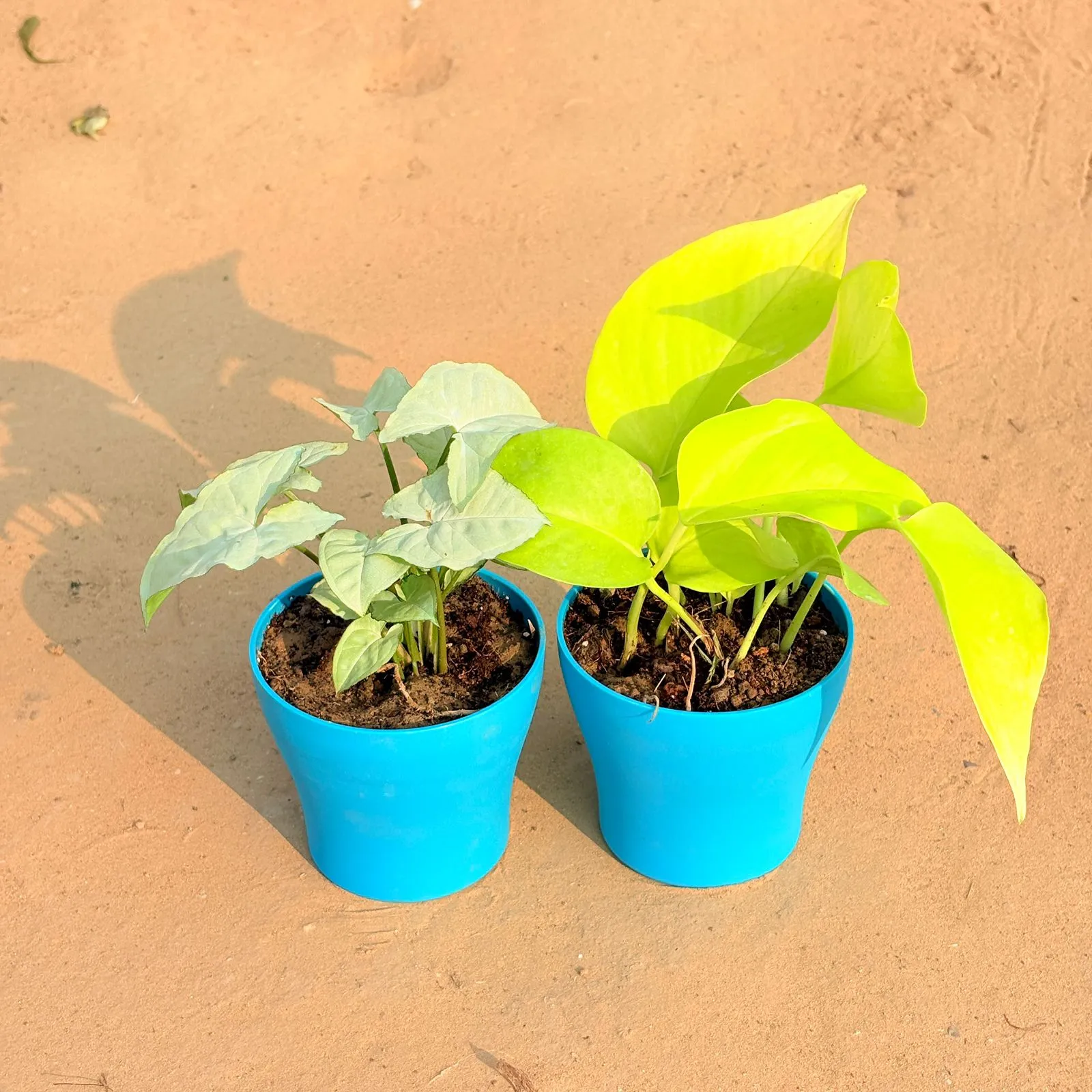 Set of 2 - Syngonium White & Golden Money Plant in 4 Inch English Blue Premium Daisy Plastic Planter
