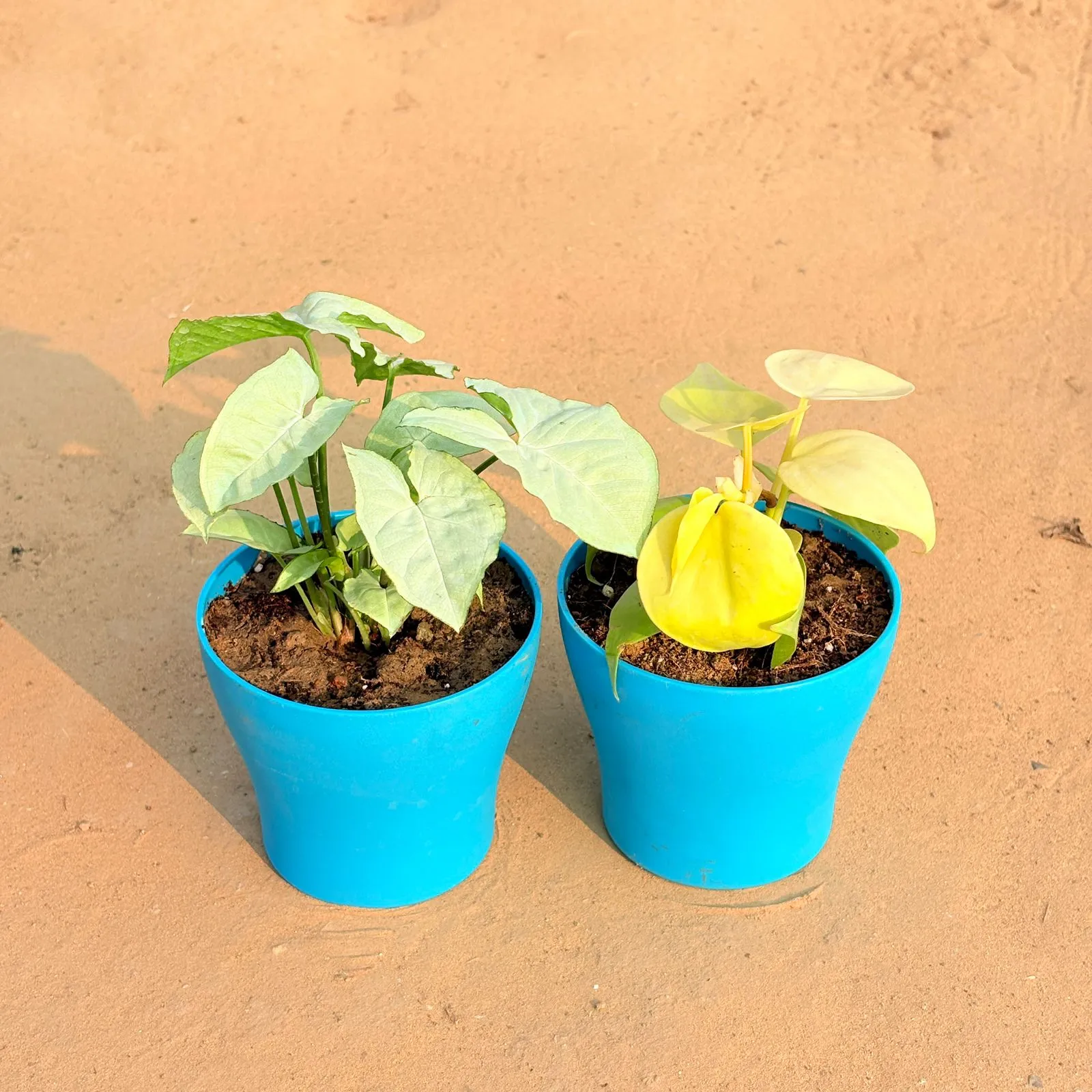 Set of 2 - Syngonium White & Oxycardium Golden in 4 Inch English Blue Premium Daisy Plastic Planter