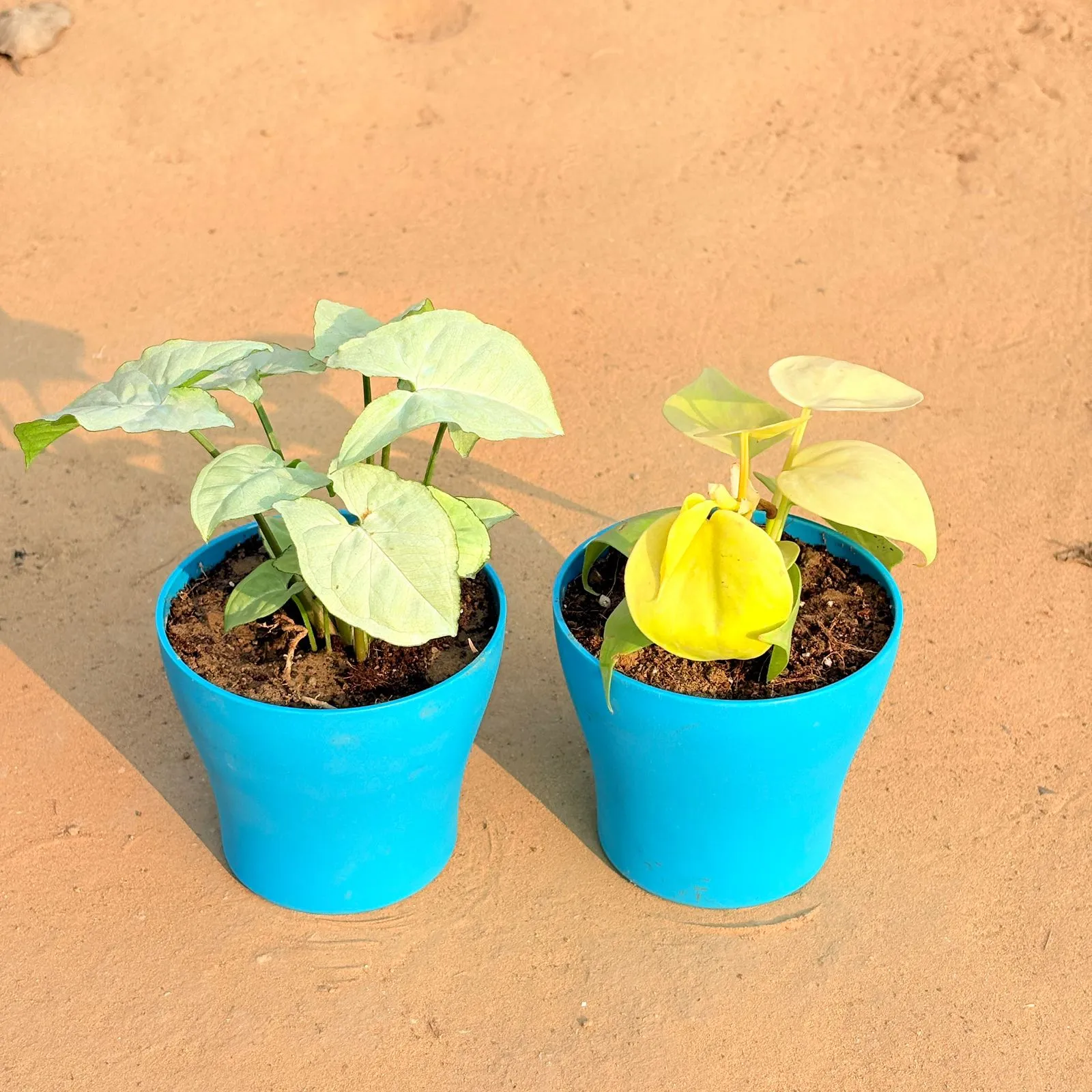 Set of 2 - Syngonium White & Oxycardium Golden in 4 Inch English Blue Premium Daisy Plastic Planter