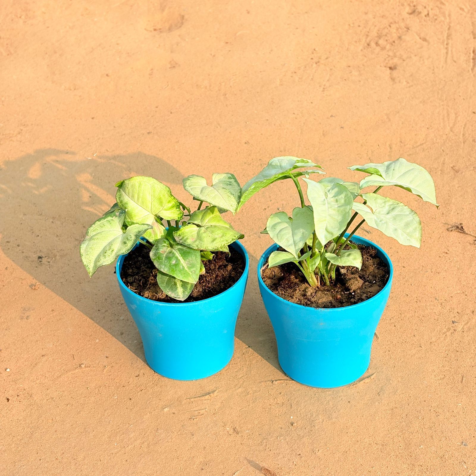Set of 2 - Syngonium Yammi & Syngonium White in 4 Inch English Blue Premium Daisy Plastic Planter