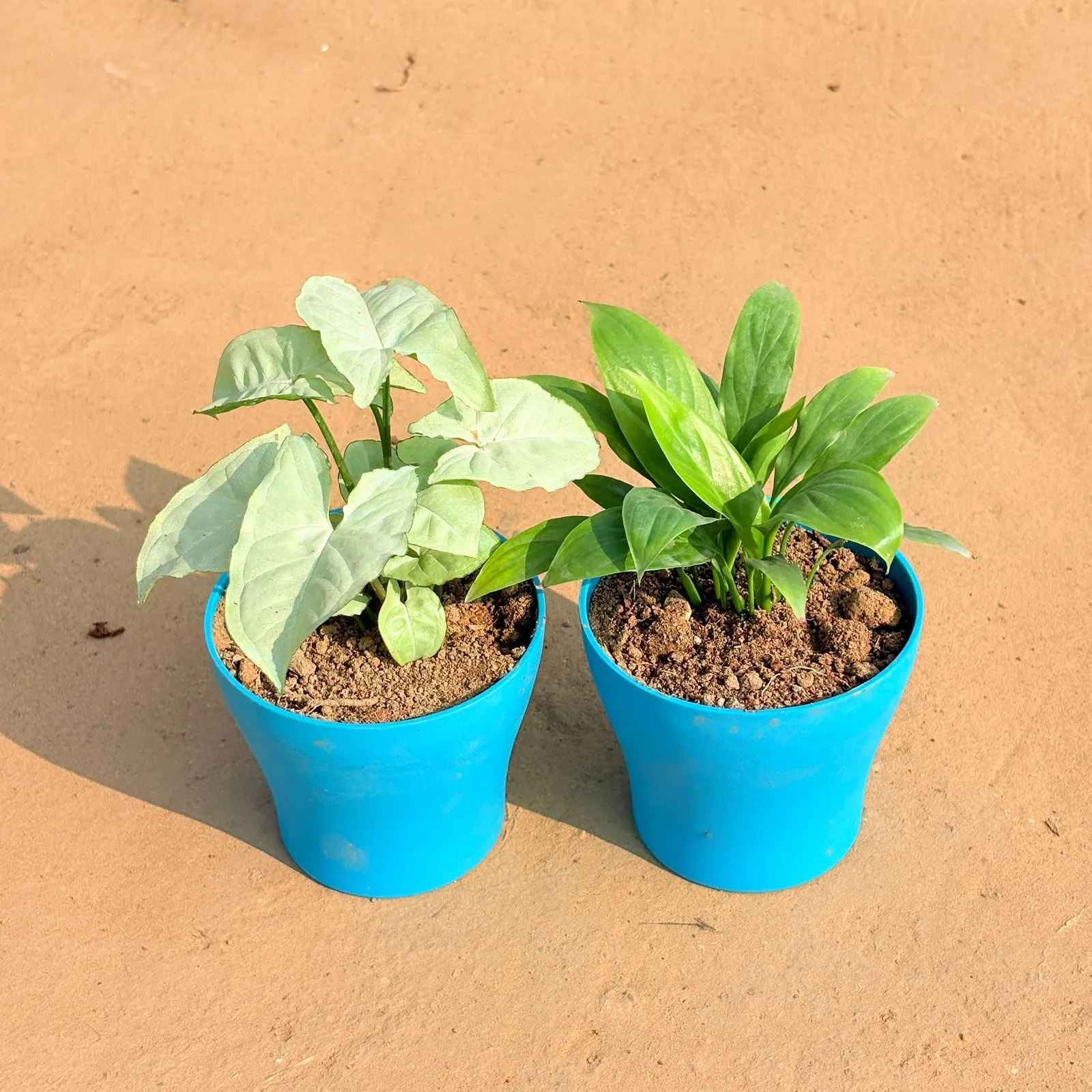 Set of 2 - Syngonium White & Peace Lily in 4 Inch English Blue Premium Daisy Plastic Planter