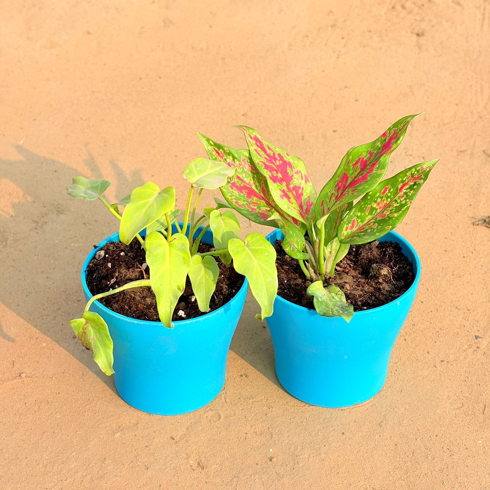 Set of 2 - Xanadu Golden & Aglaonema Pink Dalmatian / Valentine in 4 Inch English Blue Premium Daisy Plastic Planter