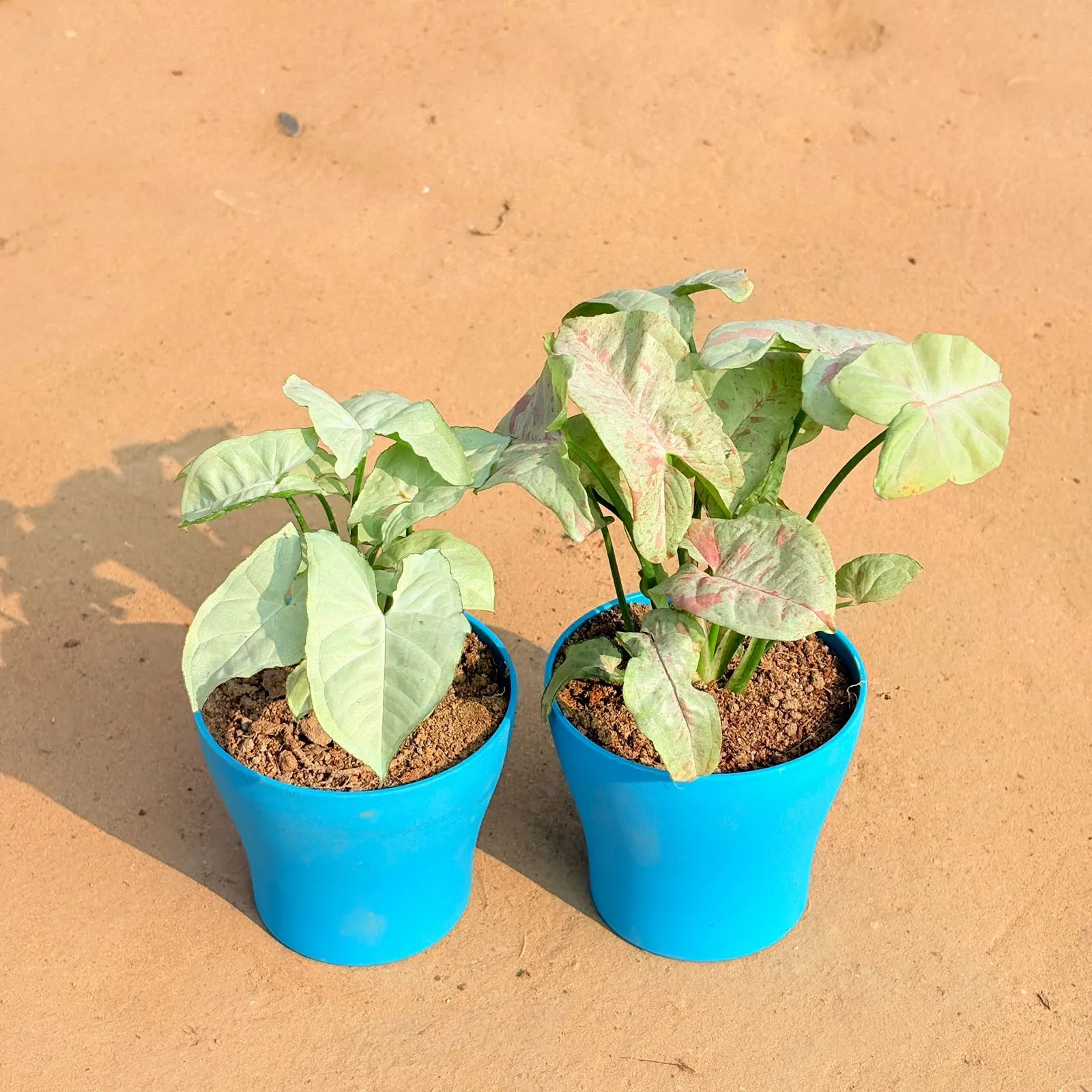 Set of 2 - Syngonium White & Syngonium Candyfloss in 4 Inch English Blue Premium Daisy Plastic Planter