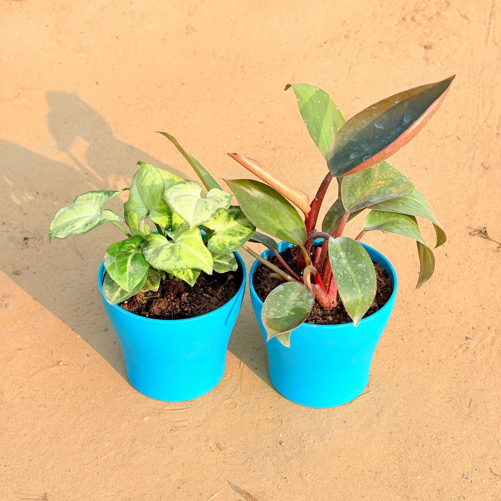 Set of 2 - Syngonium Yammi & Philodendron Red in 4 Inch English Blue Premium Daisy Plastic Planter