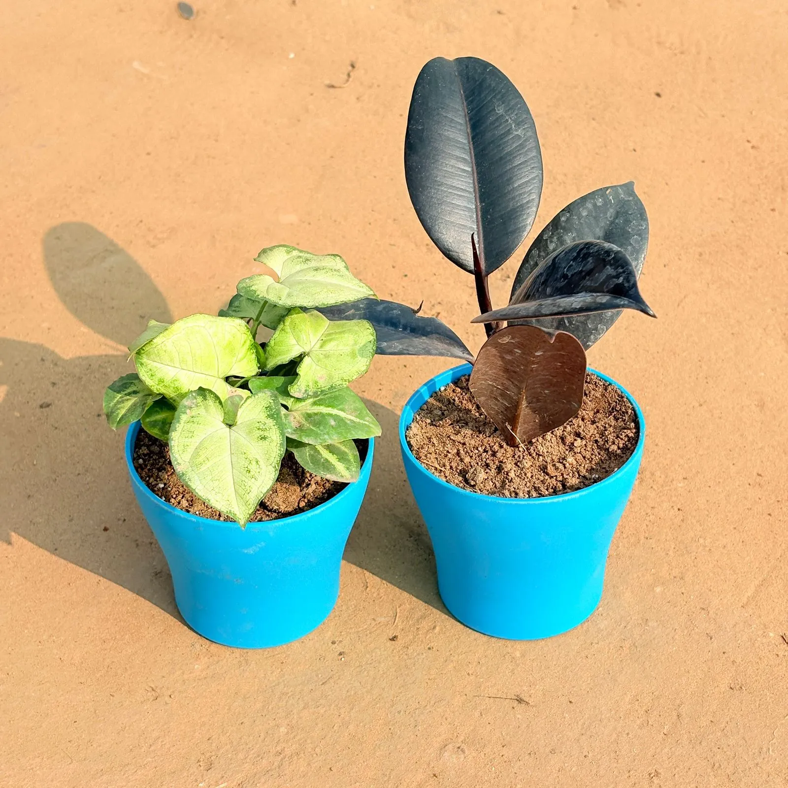 Set of 2 - Syngonium Yammi & Rubber Black in 4 Inch English Blue Premium Daisy Plastic Planter