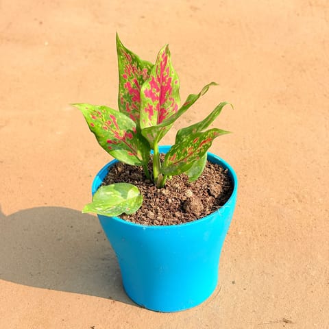 Aglaonema Pink Dalmatian / Valentine in 4 Inch English Blue Premium Daisy Plastic Planter