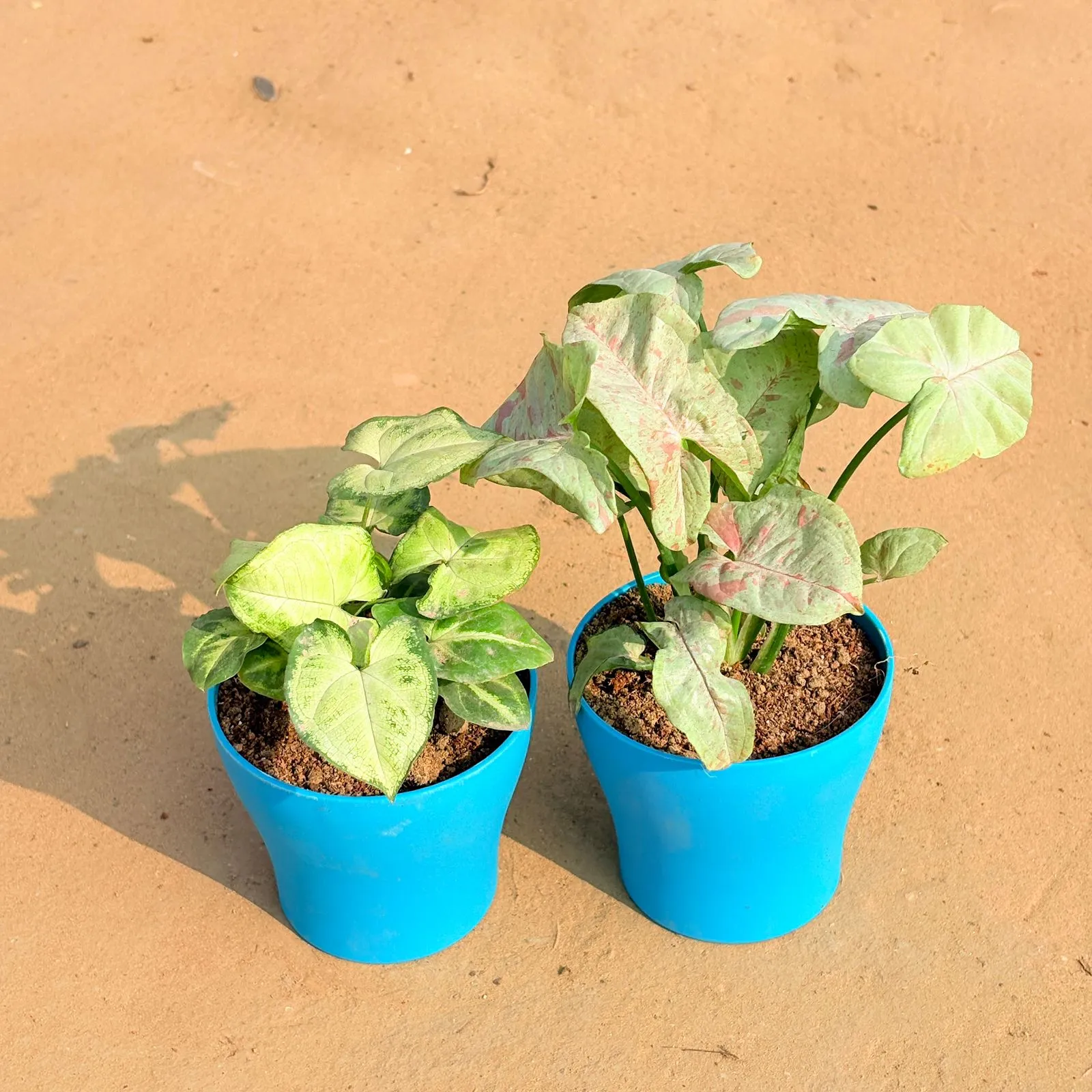 Set of 2 - Syngonium Yammi & Syngonium Candyfloss in 4 Inch English Blue Premium Daisy Plastic Planter