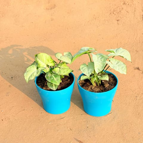 Set of 2 - Syngonium Yammi & Syngonium White in 4 Inch Live Plant English Blue Premium Daisy Plastic Planter