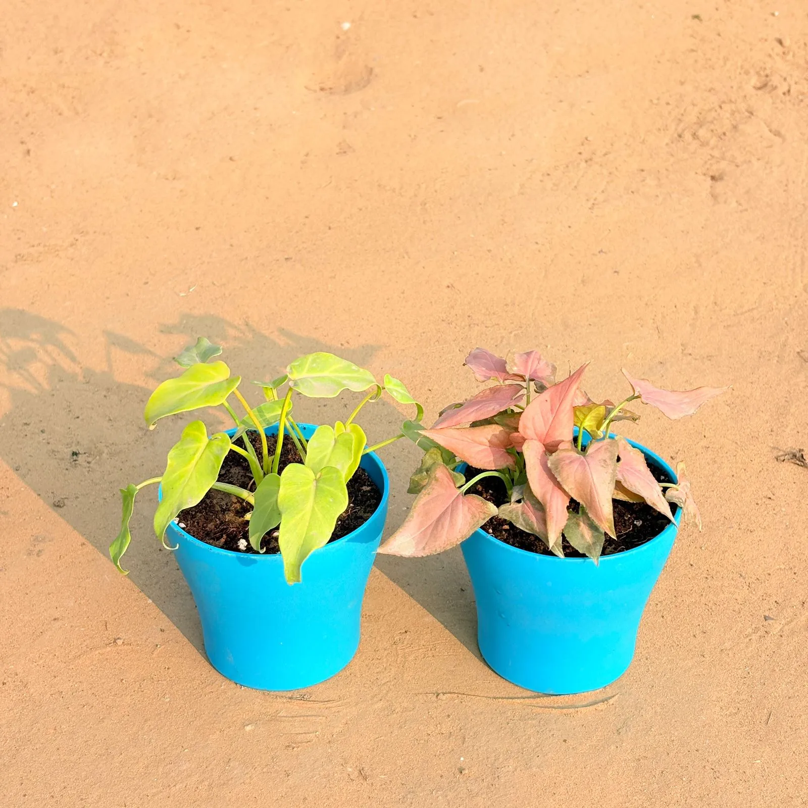 Set of 2 - Xanadu Golden & Aglaonema Pink Dalmatian / Valentine in 4 Inch English Blue Premium Daisy Plastic Planter