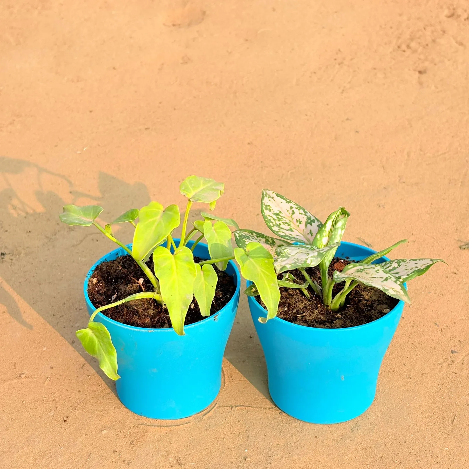 Set of 2 - Xanadu Golden & Aglaonema White in 4 Inch English Blue Premium Daisy Plastic Planter
