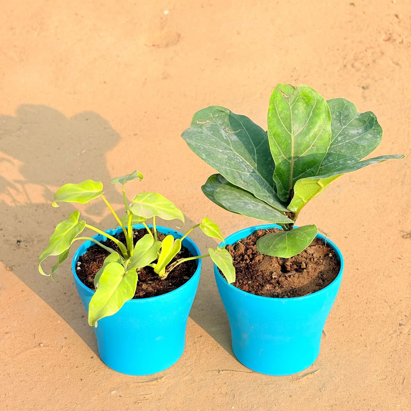 Set of 2 - Xanadu Golden & Fiddle Leaf Fig / Ficus Lyrata in 4 Inch English Blue Premium Daisy Plastic Planter