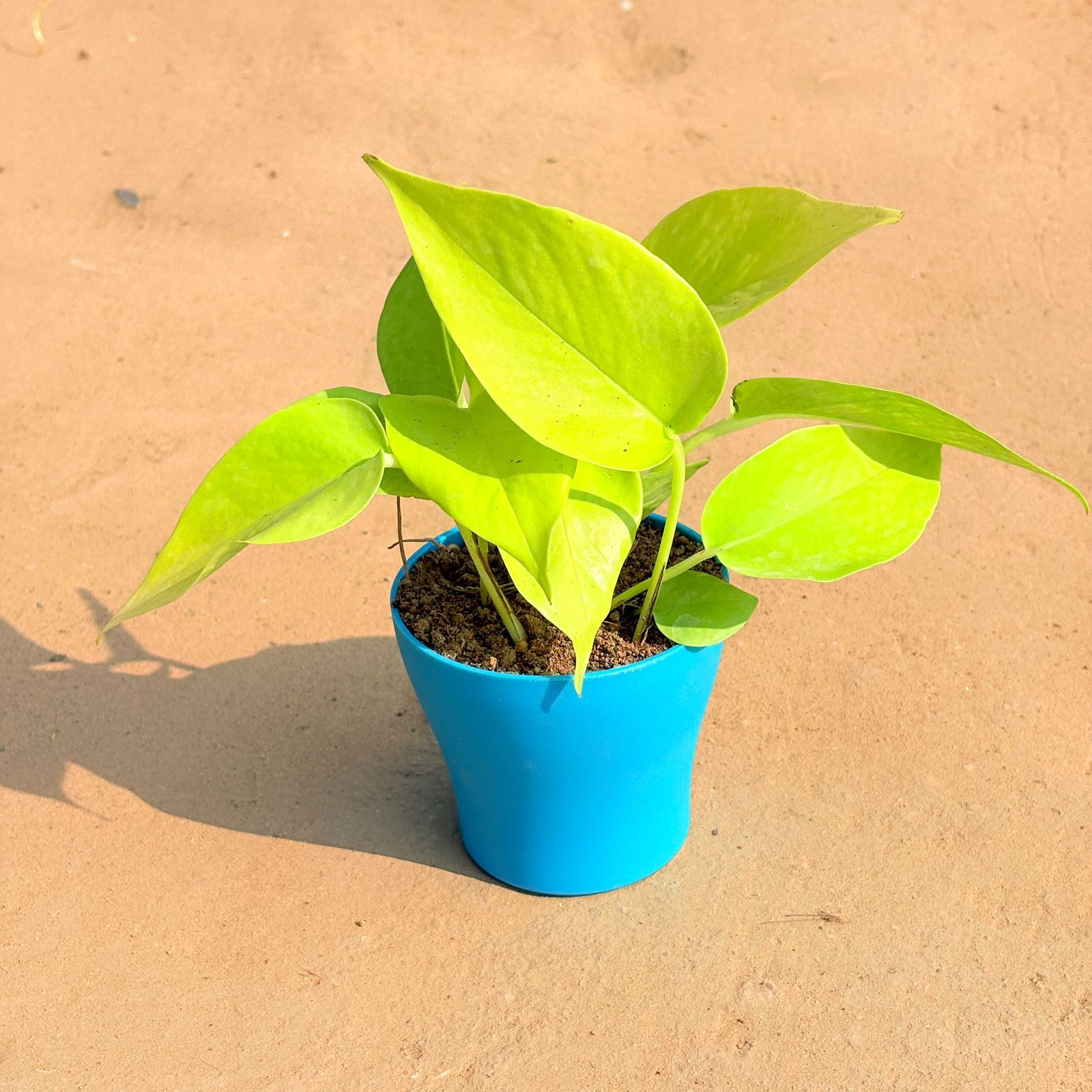 Golden Money Plant in 4 Inch English Blue Premium Daisy Plastic Planter
