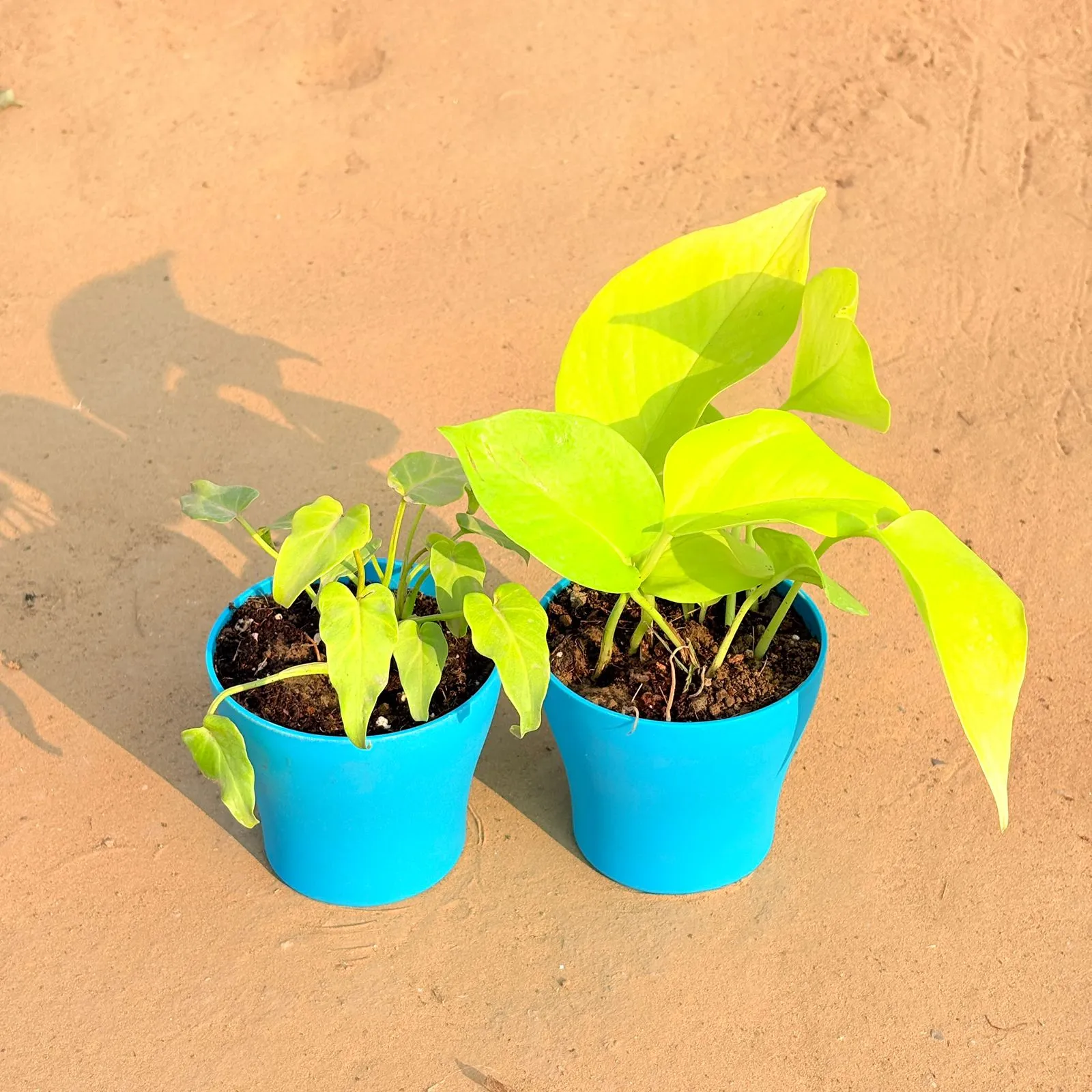 Set of 2 - Xanadu Golden & Golden Money Plant in 4 Inch English Blue Premium Daisy Plastic Planter