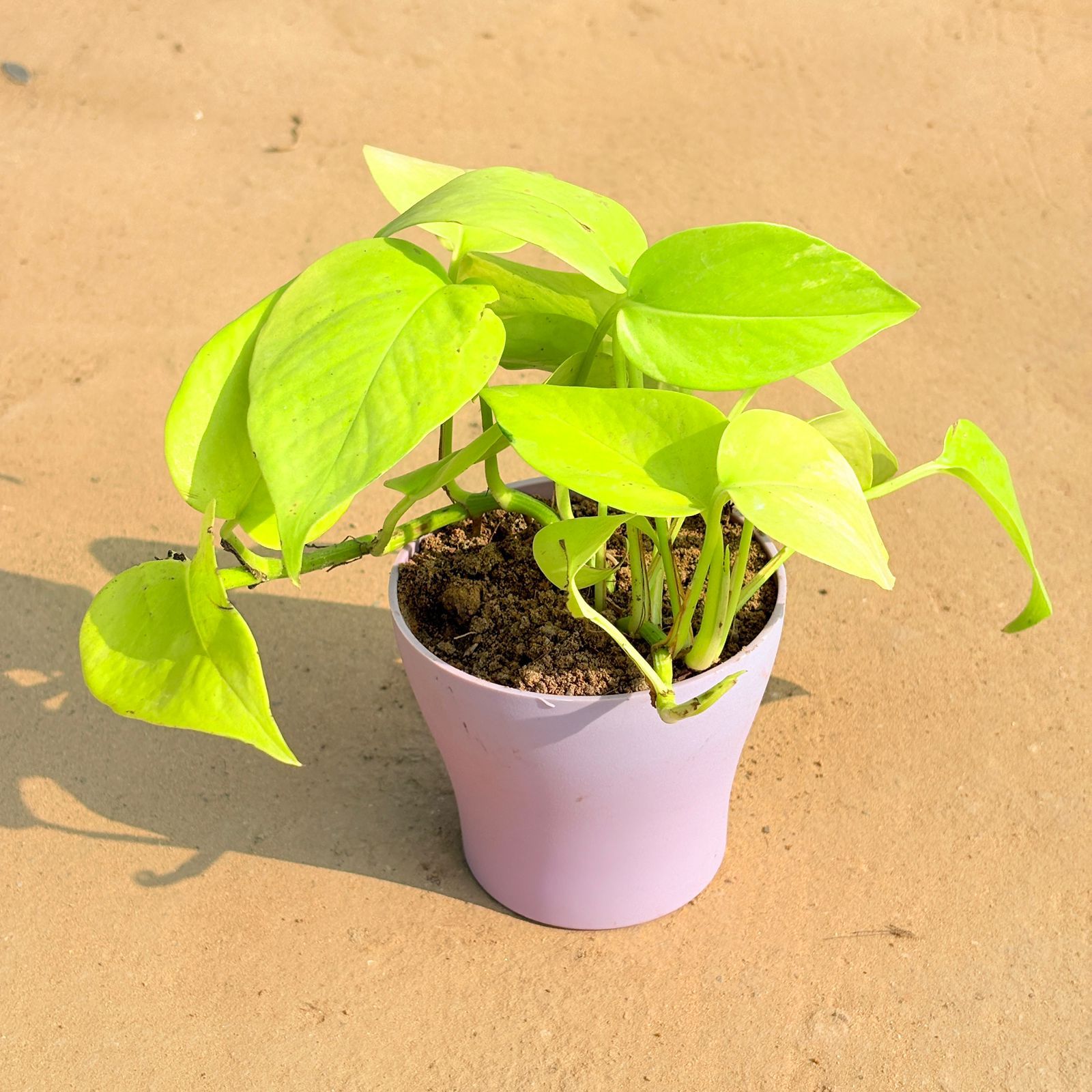 Golden Money Plant in 4 Inch Purple Premium Daisy Plastic Planter