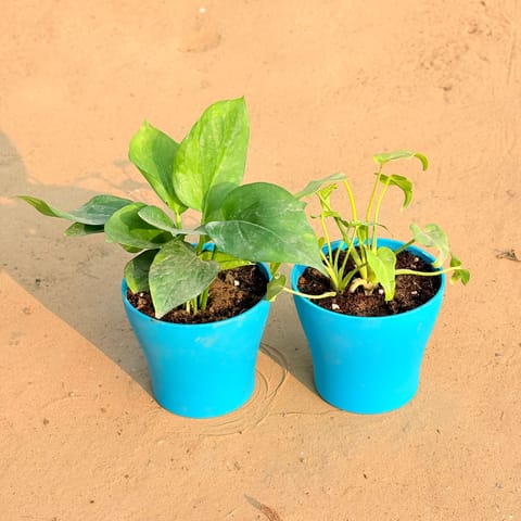 Set of 2 - Xanadu Golden & Money Plant Green in 4 Inch English Blue Premium Daisy Plastic Planter