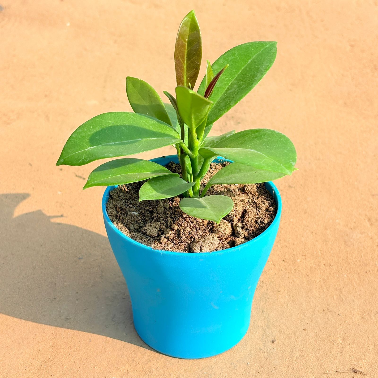 Hoya Carnosa in 4 Inch English Blue Premium Daisy Plastic Planter