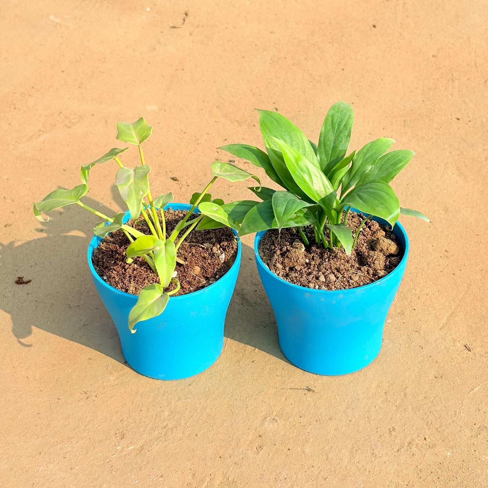 Set of 2 - Xanadu Golden & Peace Lily in 4 Inch English Blue Premium Daisy Plastic Planter