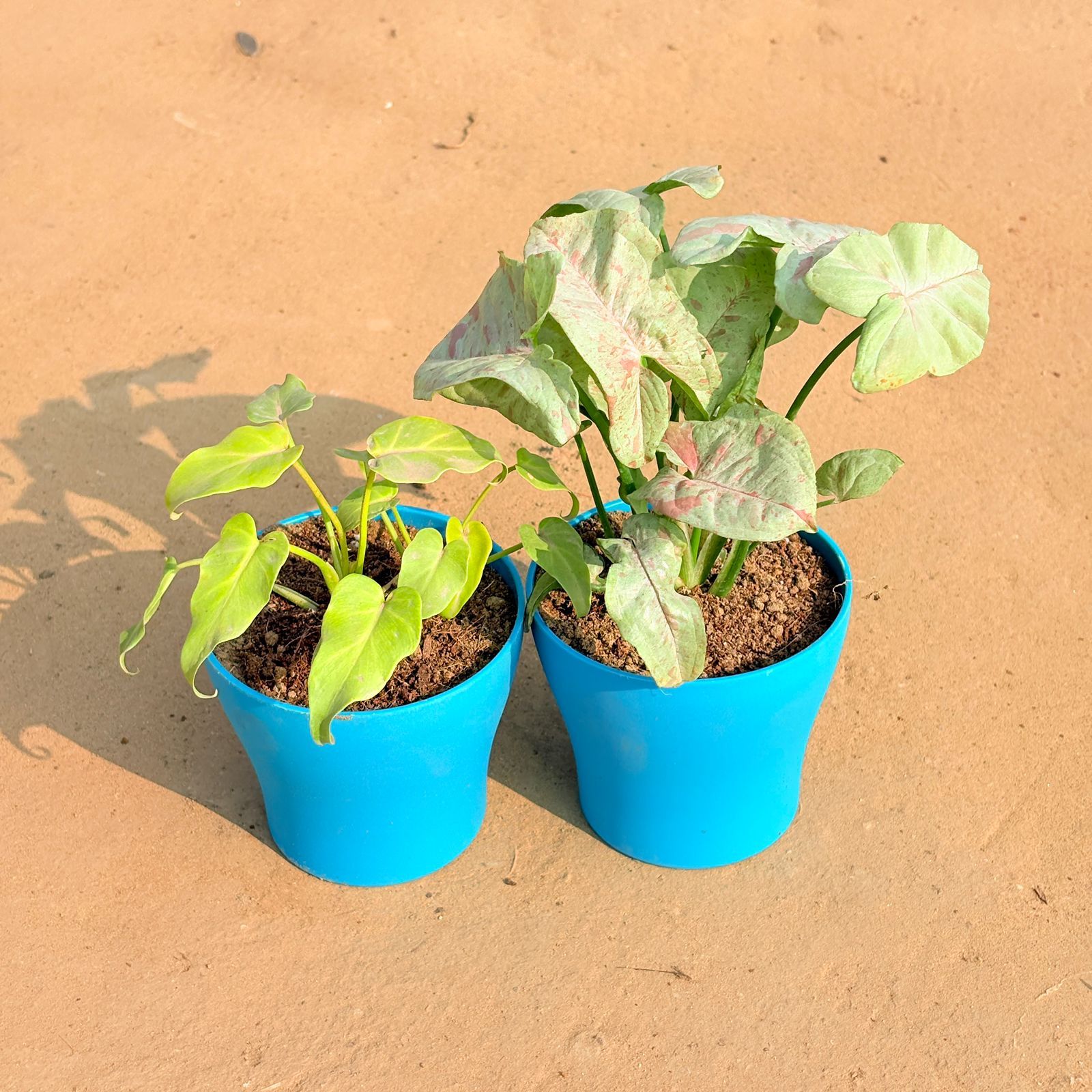Set of 2 - Xanadu Golden & Syngonium Candyfloss in 4 Inch English Blue Premium Daisy Plastic Planter