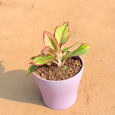 Aglaonema Lipstick in 4 Inch Purple Premium Daisy Plastic Planter