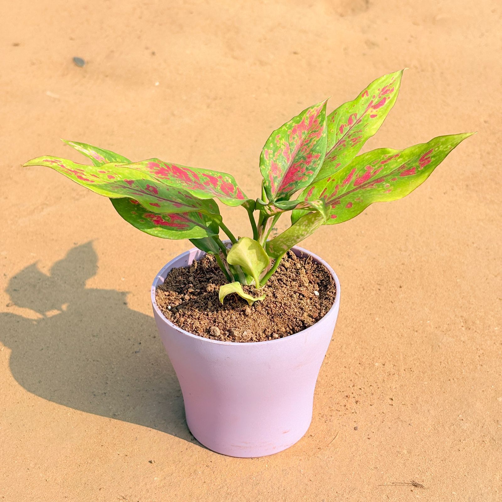 Aglaonema Pink Dalmatian / Valentine in 4 Inch Purple Premium Daisy Plastic Planter