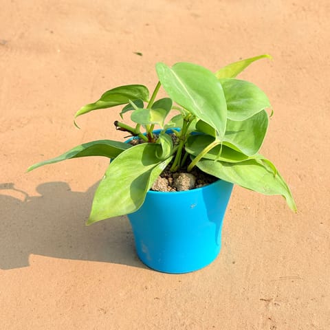 Oxycardium Green in 4 Inch English Blue Premium Daisy Plastic Planter