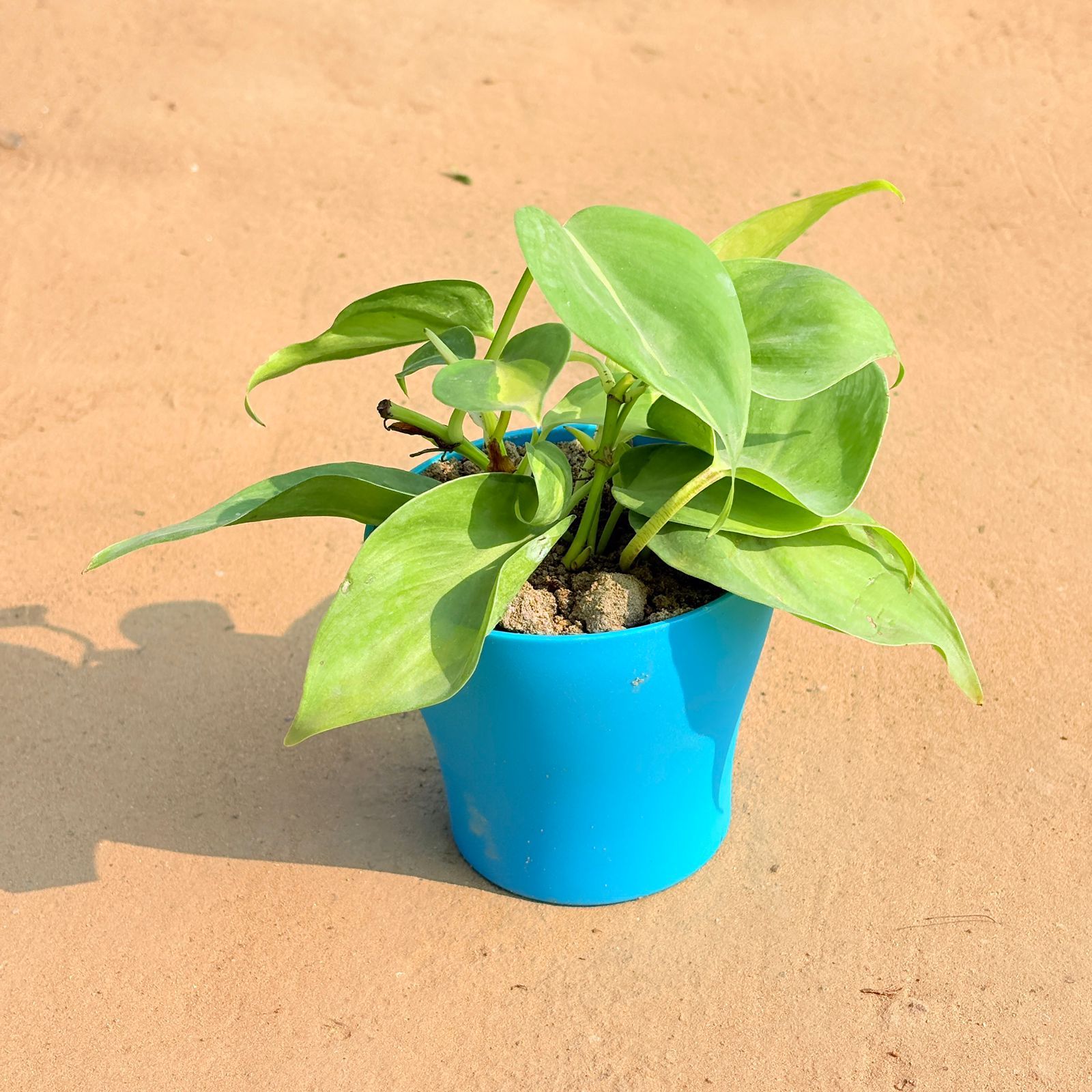 Oxycardium Green in 4 Inch English Blue Premium Daisy Plastic Planter