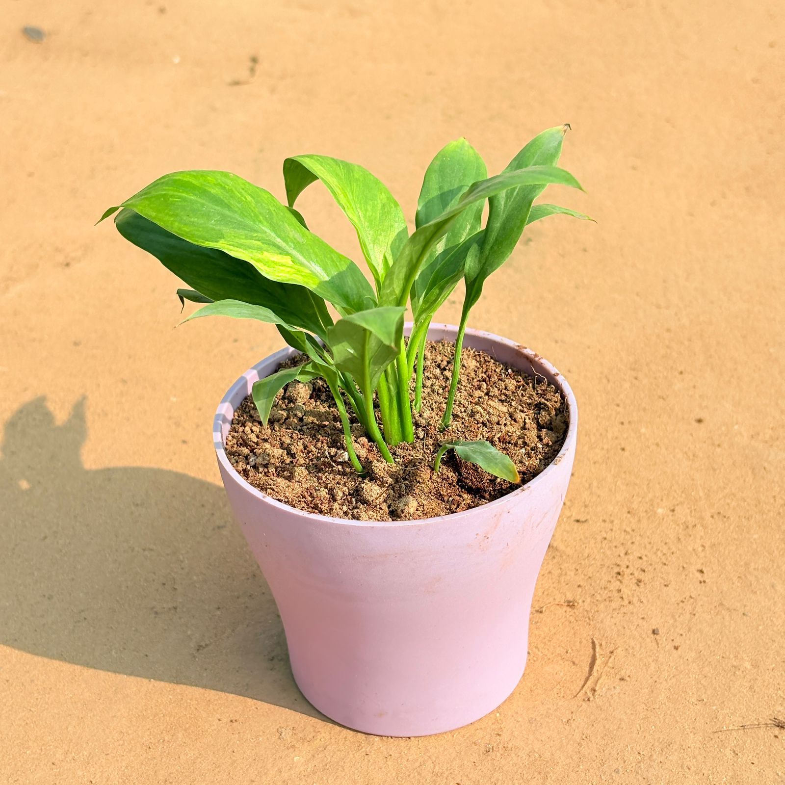 Peace Lily in 4 Inch Purple Premium Daisy Plastic Planter