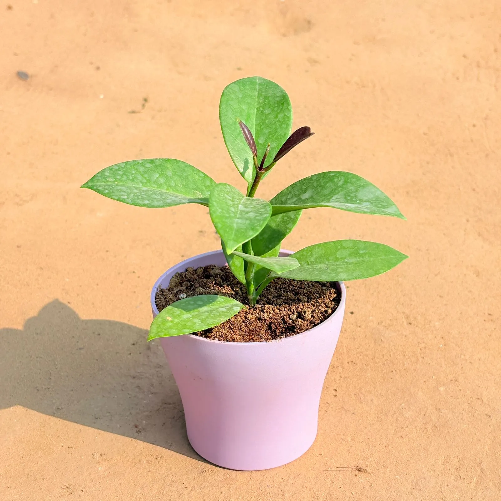 Hoya Carnosa in 4 Inch Purple Premium Daisy Plastic Planter